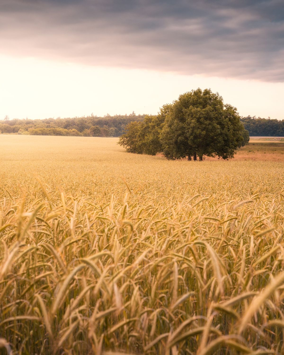 Valley grasses at sunset